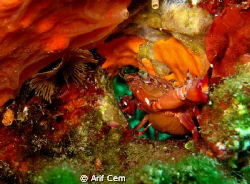 this photo was shot using the underwater mode of canon g1... by Arif Cem 